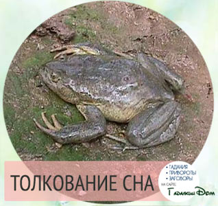 приснилось что ловлю лягушек приснилось что ловлю лягушек