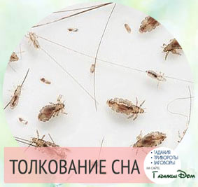 Толкования Снов Вши Толкования снов вши