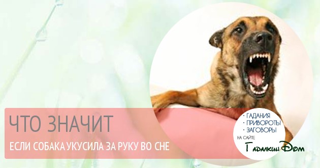сонник собака укусила сонник собака укусила