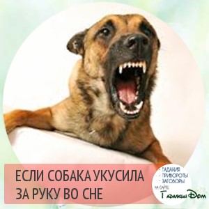 если собака укусила за руку во сне значение если собака укусила за руку во сне значение