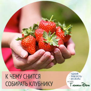 К чему снится клубника большая красная К чему снится клубника большая красная
