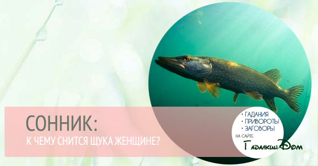 если приснилось как ловишь рыбу если приснилось как ловишь рыбу