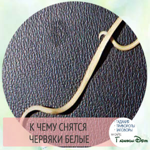 Сонник к чему снятся червяки во сне: белые, черные или земляные черви? Сонник к чему снятся червяки во сне: белые, черные или земляные черви?
