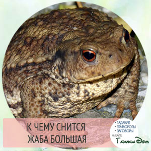 Сонник: к чему снится жаба во сне? Сонник: к чему снится жаба во сне?