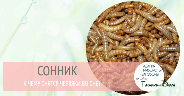 Сонник к чему снятся червяки во сне: белые, черные или земляные черви? Сонник к чему снятся червяки во сне: белые, черные или земляные черви?