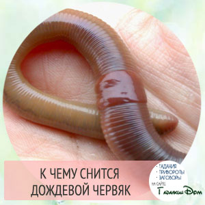 Сонник к чему снятся червяки во сне: белые, черные или земляные черви? Сонник к чему снятся червяки во сне: белые, черные или земляные черви?