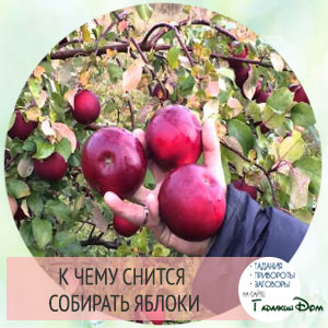 Сонник к чему снятся яблоки во сне: собрать, рвать или есть их? Сонник к чему снятся яблоки во сне: собрать, рвать или есть их?