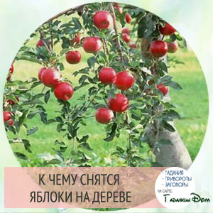 Сонник к чему снятся яблоки во сне: собрать, рвать или есть их? Сонник к чему снятся яблоки во сне: собрать, рвать или есть их?