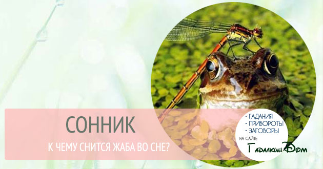 Сонник: к чему снится жаба во сне? Сонник: к чему снится жаба во сне?