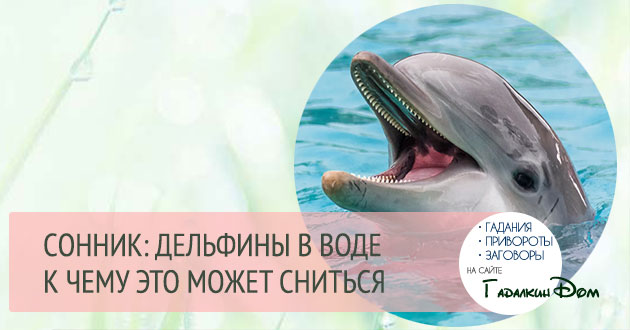 Дельфины в воде по соннику. Что значит сон, в котором видишь дельфинов