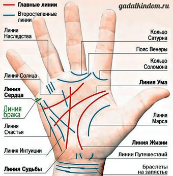 Схема расположения линии любви на руке