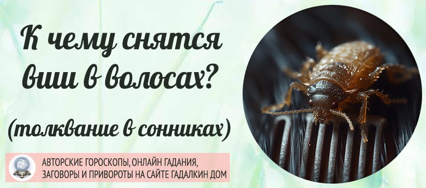 Вши в волосах сонник