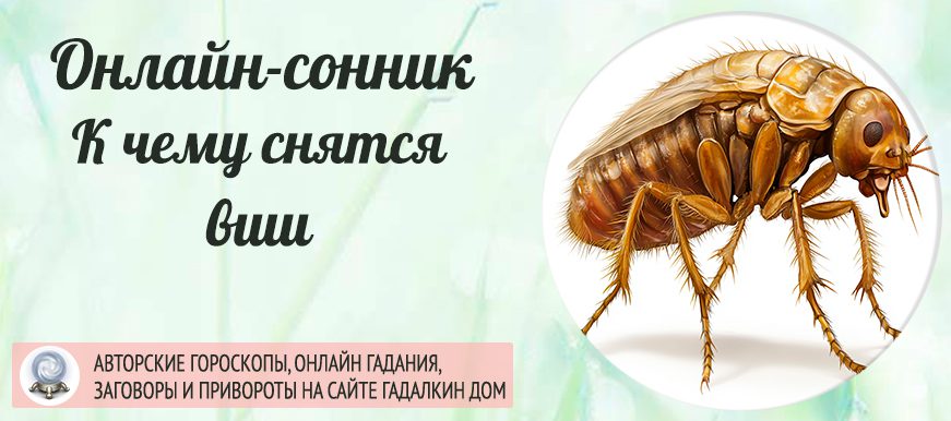 сонник Вши в волосах