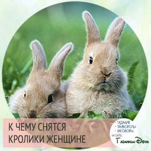 Снятся кролики к беременности при Снятся кролики к беременности фото