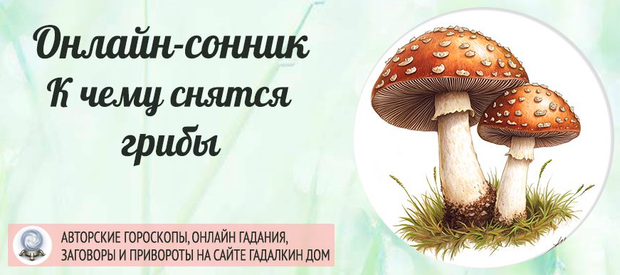 сонник грибы