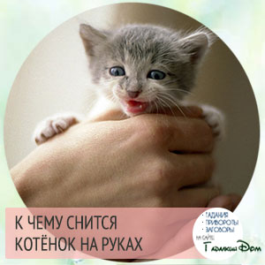 kitty2