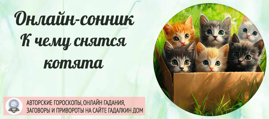 Сонник: котята