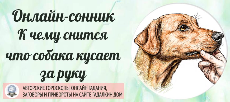 сонник укус собаки