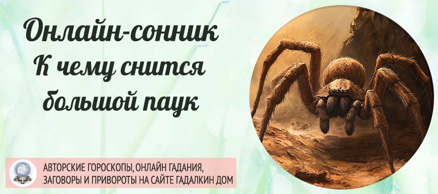 сонник большой паук