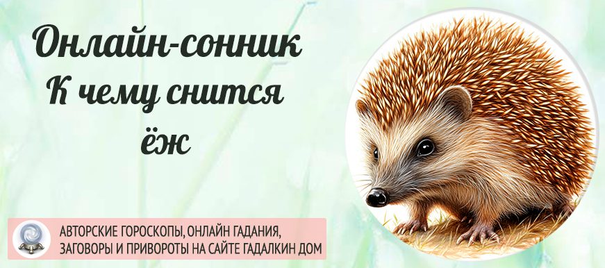 Приснился сон про ежа