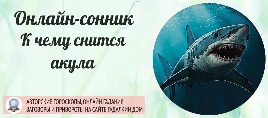 сонник акула