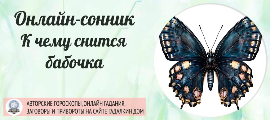 сонник бабочка