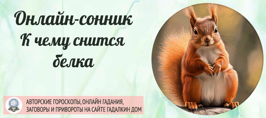 сонник Белка