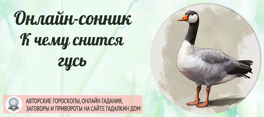 сонник Гусь