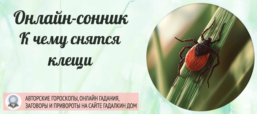 сонник клещи