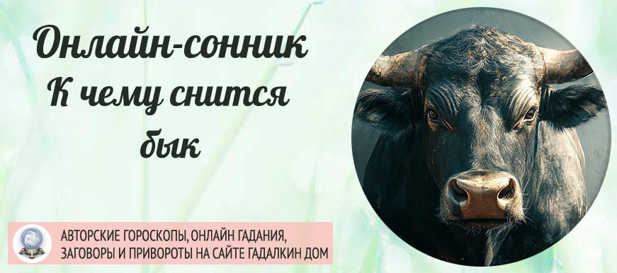 сонник Бык