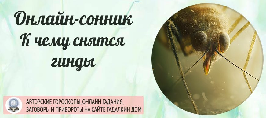 сонник гниды