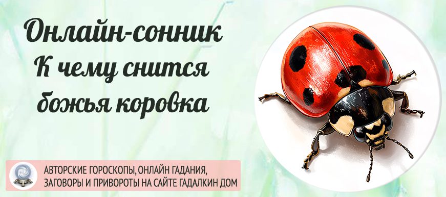 сонник Божья коровка