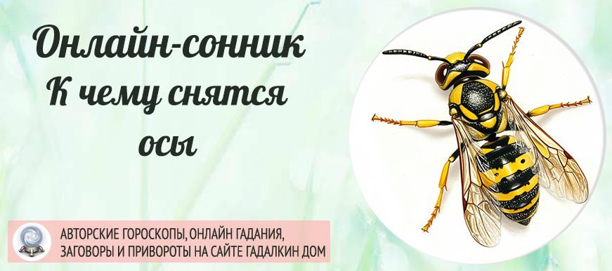 Сонник: оса