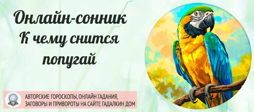 сонник попугай