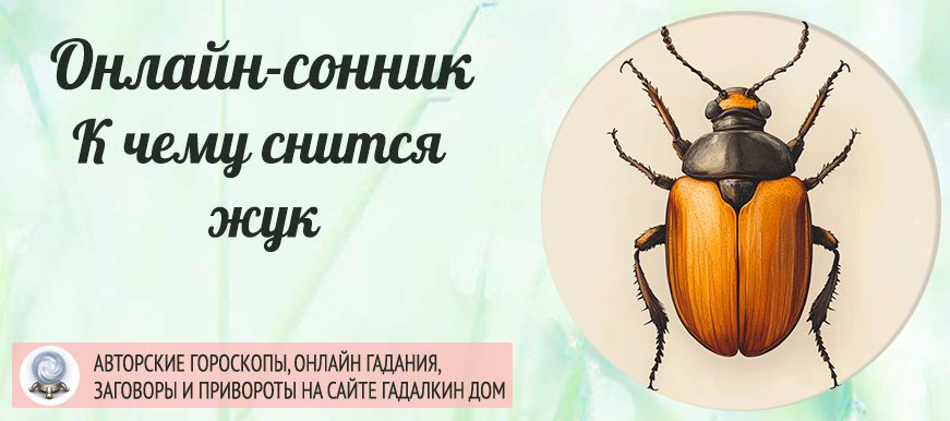 сонник жуки