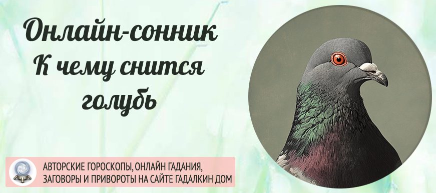Сонник: к чему может снится голубь