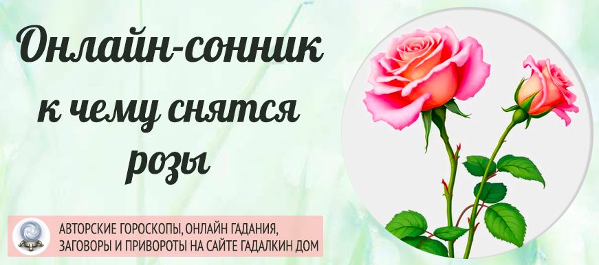 сонник розы