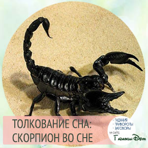 skorpion 2