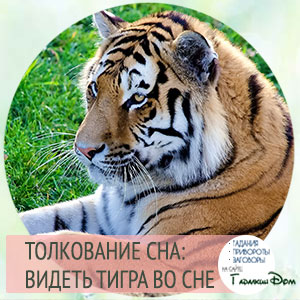 видеть тигра во сне