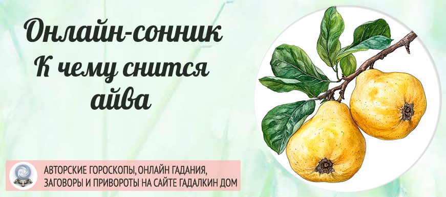 сонник айва