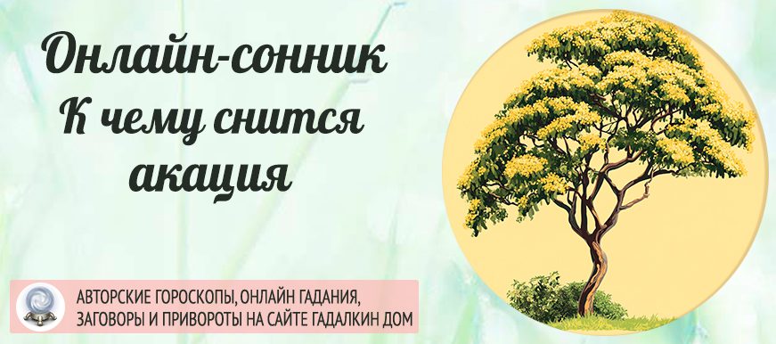 сонник акация