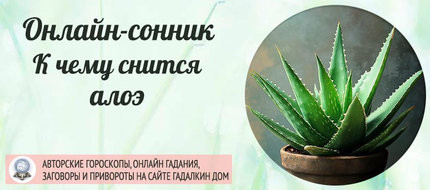 сонник алоэ