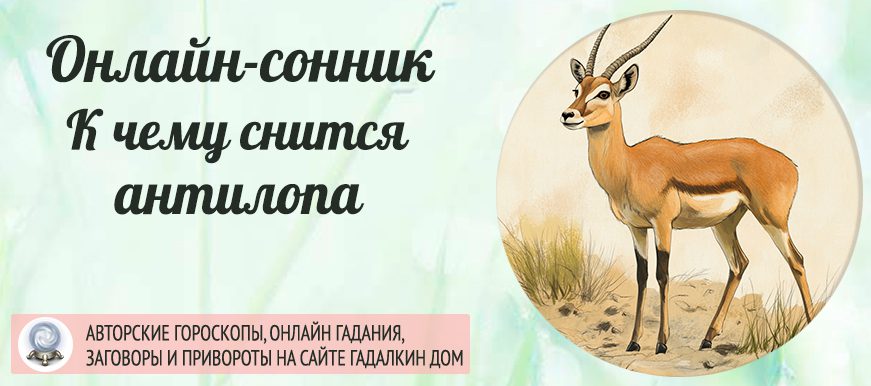 сонник антилопа