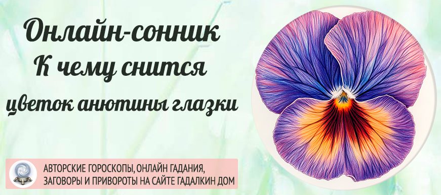 сонник анютины глазки