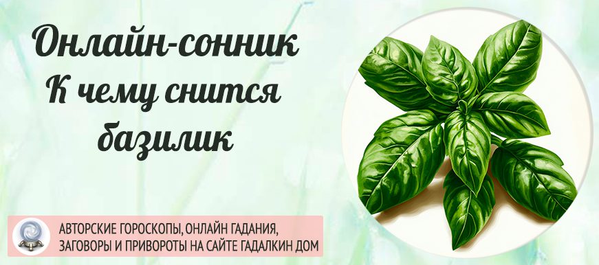 сонник Базилик