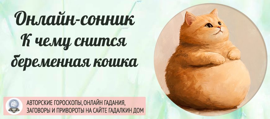 сонник беременная кошка
