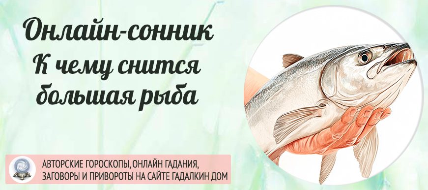 сонник большая рыба