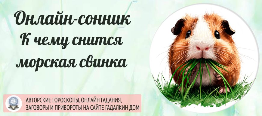 К чему снится морская свинка