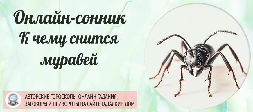 К чему снятся муравьи