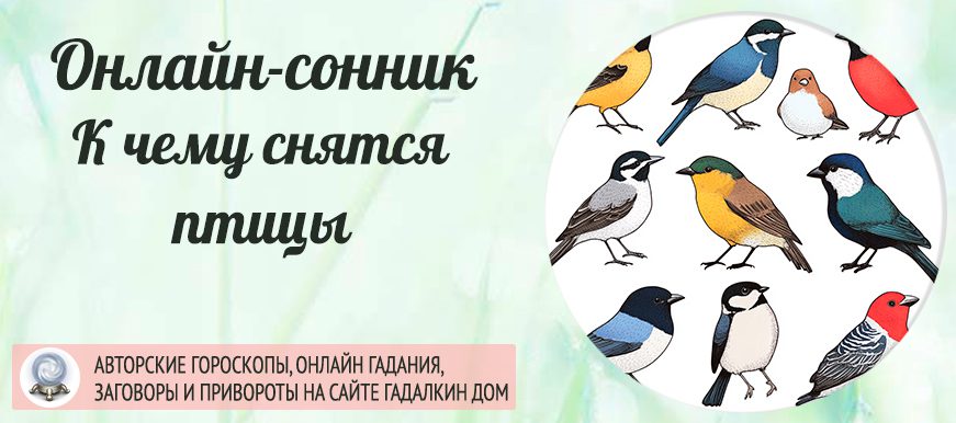 приснились птицы
